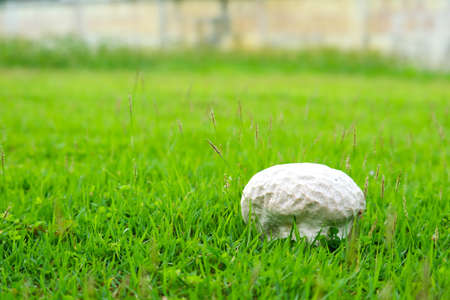Brain mushrooms on the grass in the garden, resting concepts natural therapy and relaxの写真素材
