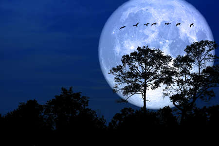 super snow moon back silhouette bird in field night sky