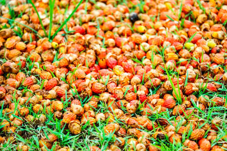 red palm seed fall on green grass in the garden