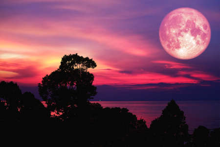 pink moon back silhouette tree and plant and cloud on night skyの写真素材
