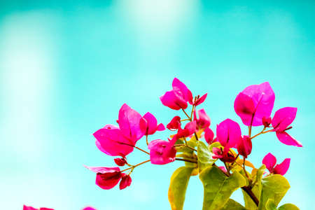 Bougainvillea, Paper Flower blooming after of rain several days colorful garden backgroundの写真素材