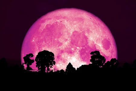 super pink moon back silhouette tree and plant and cloud on night sky, Elements of this image furnished byの写真素材