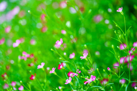 colorful beautiful pink gypsophila bouqitue flower in the gardenの写真素材