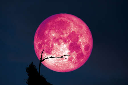 Full Fish Moon back on silhouette dry branch tree on night sky, Elements of this image furnished byの写真素材