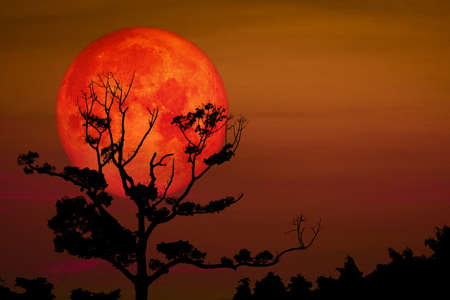 Full Sprouting Grass Moon back on silhouette dry branch tree on night sky, Elements of this image furnished byの写真素材