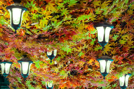 The ceiling lights are surrounded by colorful leaves decorated in the buildingの写真素材