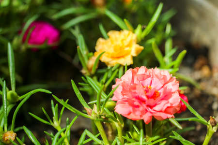 Little Hogweed colorful blooming in flower pot at the gardenの写真素材