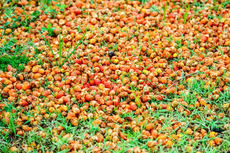 red palm seed fall on green grass in the garden