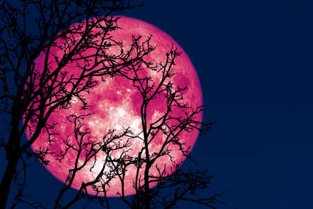 full sprouting moon back on silhouette plant and trees on night sky