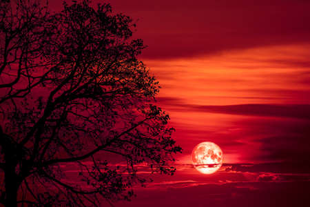 super blood moon back on silhouette tree on night sky