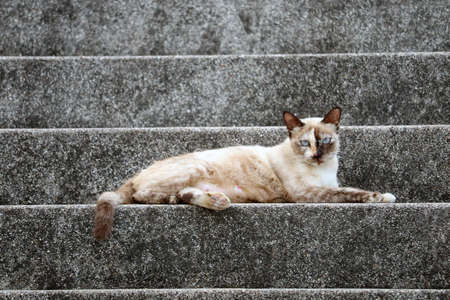 female cat relax on stair stone and looking to camera and it has two color of fur on faceの写真素材