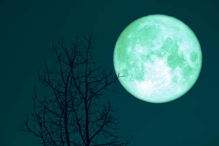 Full Corn Planting Moon back silhouette dry branch treeの写真素材