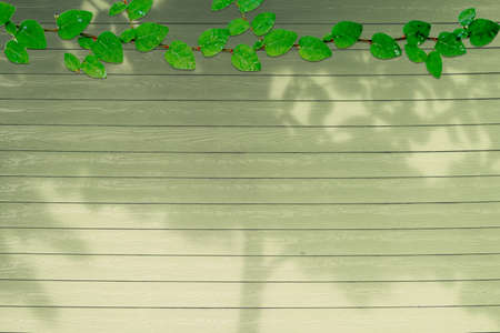 green leaves of Coatbuttons nature border and shadow plant tree on dry moss color wood background