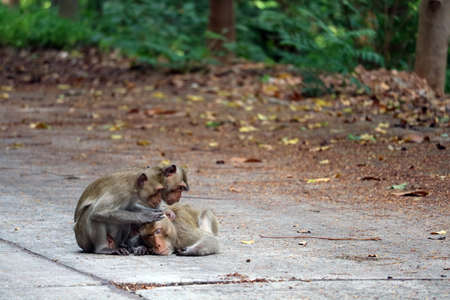 monkeys are looking for fleas and bit its for male monkey while sleeping