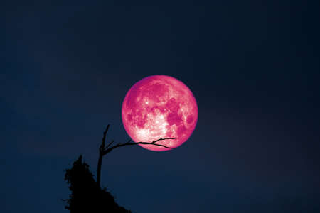 super full Moon back on silhouette dry branch tree on night sky