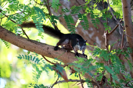 Squirrel on the tree trying to eat bananas in the basketの写真素材