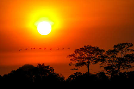 sunset sky and sun ray  silhouette flying birds over tree in forestの写真素材