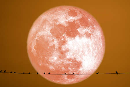 Hay moon planet back silhouette birds on power electric lineの写真素材