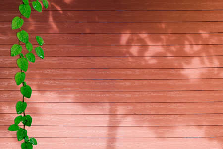 green leaves of Coatbuttons nature border and shadow plant tree on red wood background
