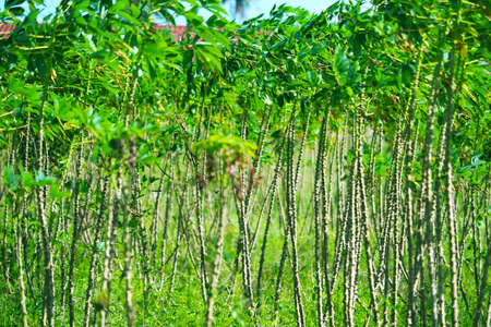 Cassava trees are growing and the leaves are in the garden. Which will be further processed into...