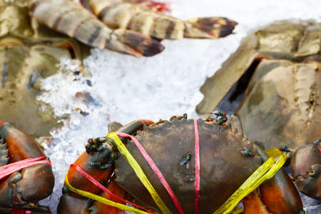 Contaminated crab seafood With pathogens bacteria caused by flies carrying diseases