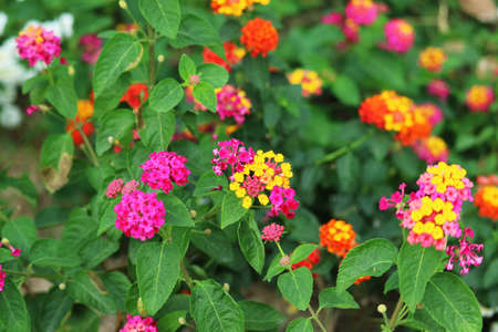 yellow red pink magenta color of lantana camara flower in garden blooming blur backgroundの写真素材