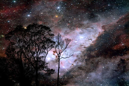 blur galaxy on night cloud sunset sky silhouette branch and tree