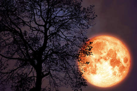 hay moon on night sky back over silhouette dark forest