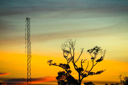silhouette dry branch tree on orange sunset skyの写真素材
