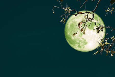 super full harvest moon on night sky back branch treeの写真素材