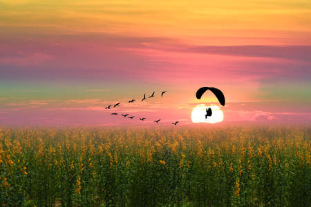 sunset flying birds and silhouette paramotor over sun hemp field and colorful rainbow cloud on sky