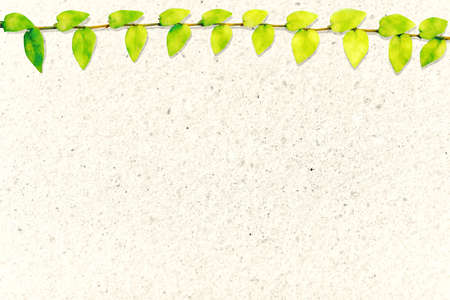 green leaves of Mexican daisy nature border terrazzo floor backgroundの写真素材