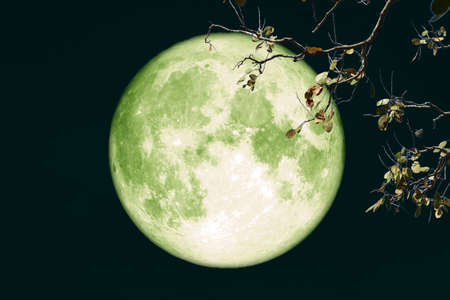 super full harvest moon on night sky back branch treeの写真素材