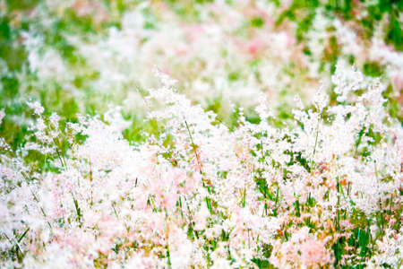 abstract blurred grass red and white flowers blooming in the field and green leaves background