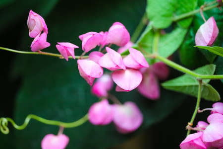 Mexican Creeper, Chain of Love or Antigonon leptopus pink bouquet flowers is blooming in gardenの写真素材