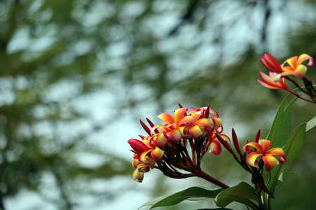 plumeria red white orange yellow bouquet flower blooming in park blur backgroundの写真素材