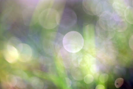 green white abstract blur colorful leaves flower tree in garden background