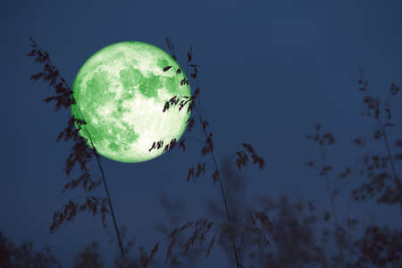 Super Beaver Moon on dark sky and silhouette glass flowers at the nightの写真素材