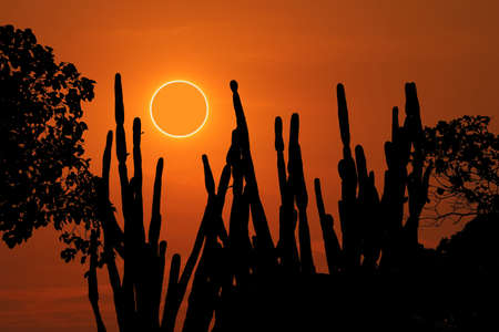 amazing phenomenon of total sun eclipse over silhouette cactus and desert tree sunset sky