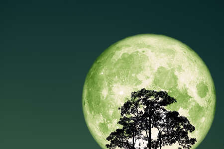 super full snow green moon on night sky back silhouette tree and cloudの写真素材