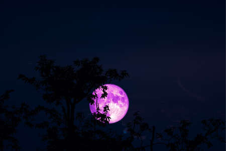 pink Full Hunger Moon on night sky back silhouette tree and cloudの写真素材