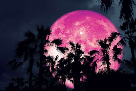 magenta Full Hunger Moon on night sky back silhouette palm treeの写真素材