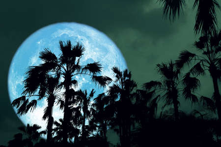 super blue Full Hunger Moon on night sky back silhouette palm treeの写真素材