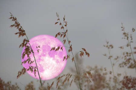 Super Beaver Moon on sky and silhouette glass flowers at the night,