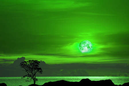 Flower  green moon and tree on the silhouette mountain on sunset skyの写真素材