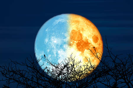 Super blue blood moon and silhouette dry tree in the night skyの写真素材