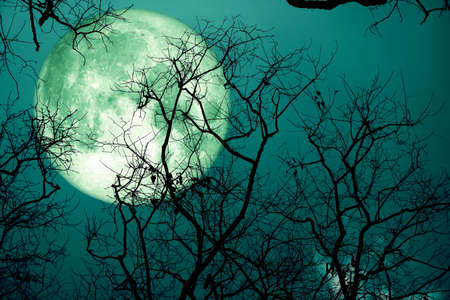 super sturgeon green moon and silhouette tree in the night skyの写真素材