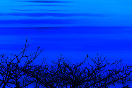 sunset back on silhouette birds hanging on dry tree dark blue cloud on the skyの写真素材
