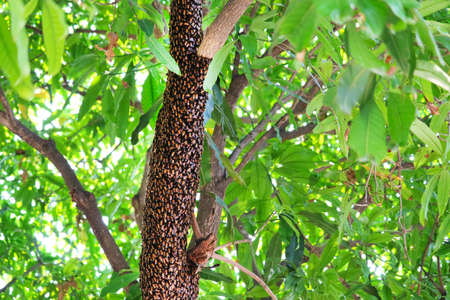 Bee products Is a nutritious supplement To many kinds of bodies And helps reduce malnutrition in the care givers of the caregivers or consumersの写真素材