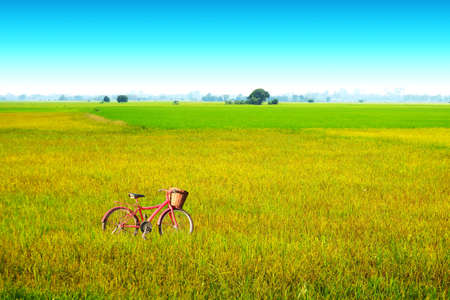 beautiful agriculture jasmine rice farm and soft fog in morning blue sky white cloud and bicycleの写真素材